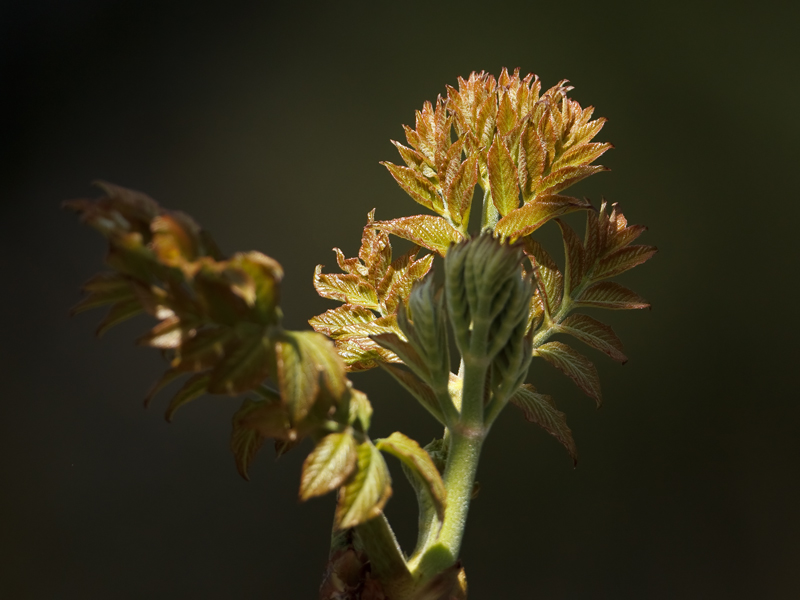 Aralea elata Japanese angelica tree Aralea